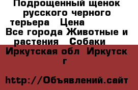 Подрощенный щенок русского черного терьера › Цена ­ 35 000 - Все города Животные и растения » Собаки   . Иркутская обл.,Иркутск г.